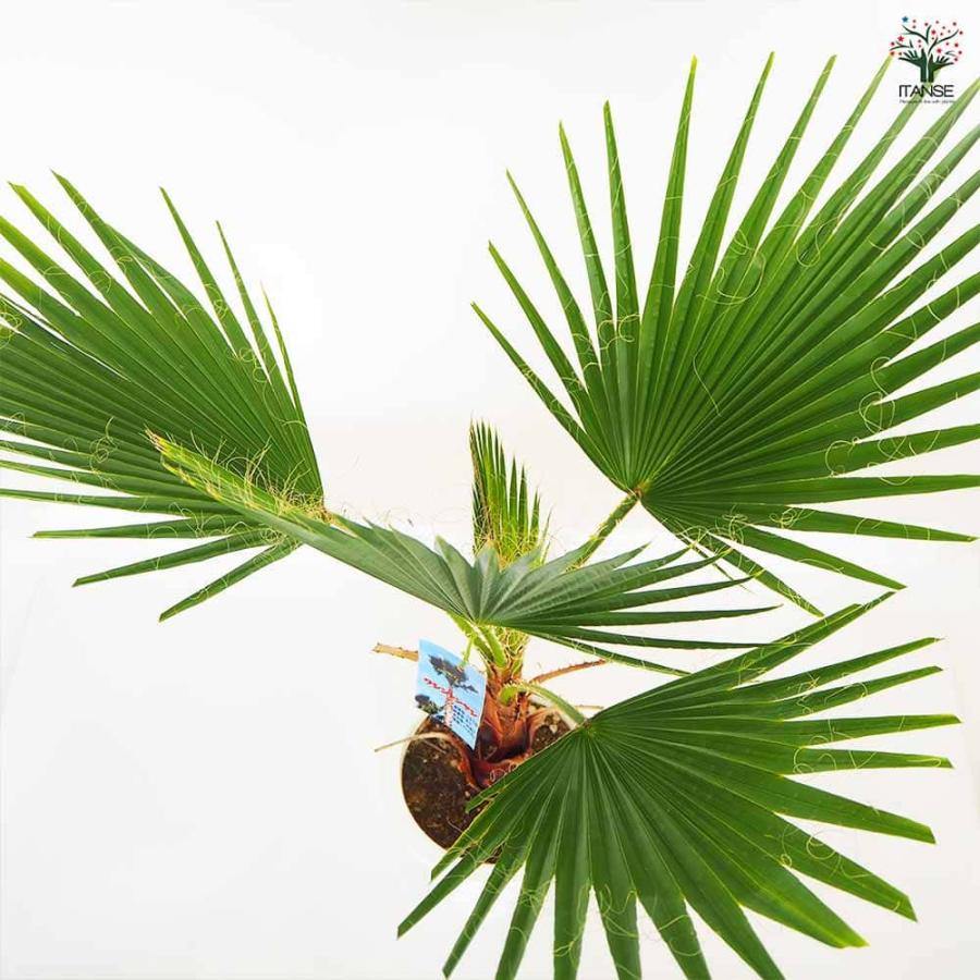 観葉植物 ワシントンヤシ 【観葉植物 8号／1個売り】 : shopooo by GMO