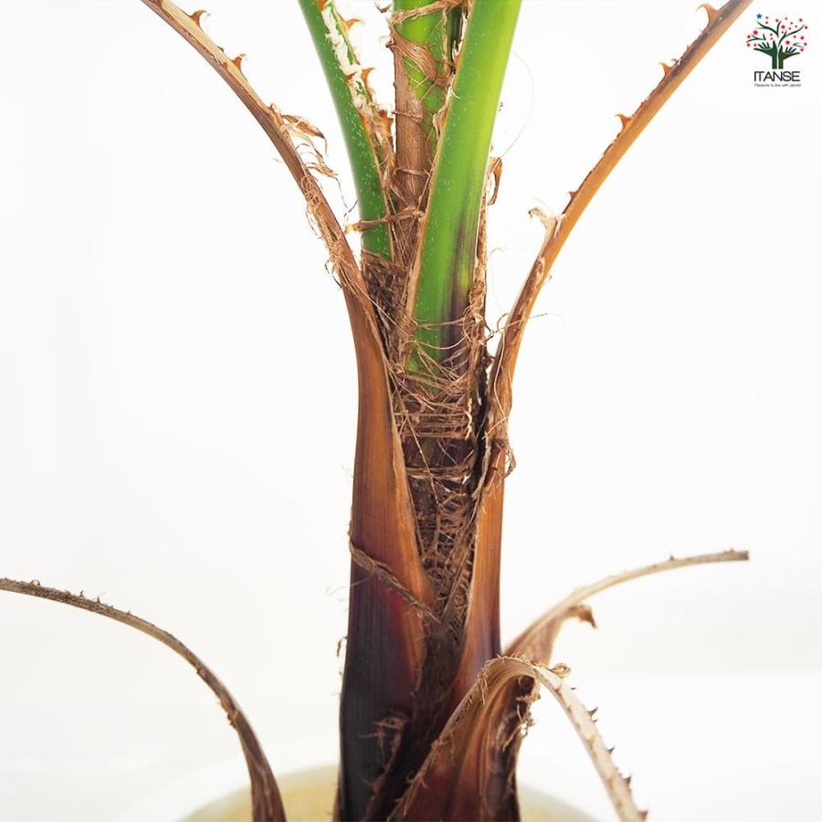 観葉植物 ワシントンヤシ 【観葉植物 8号／1個売り】 : shopooo by GMO