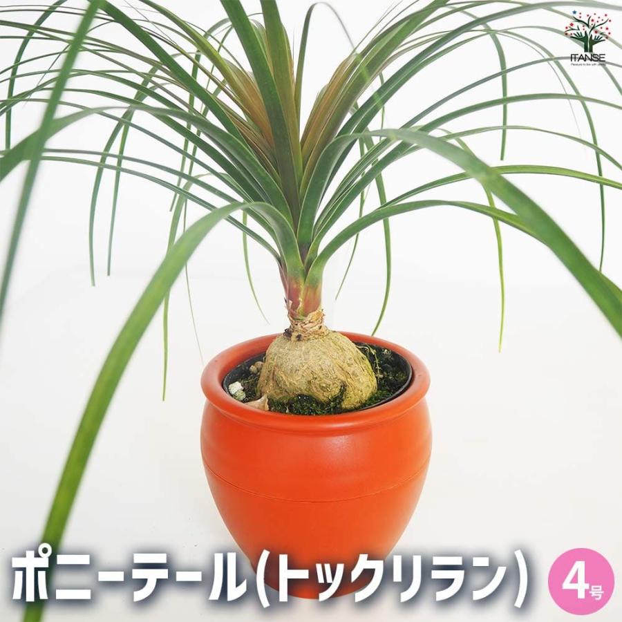 観葉植物 ポニーテール(トックリラン) 【観葉植物 6号／1個売り