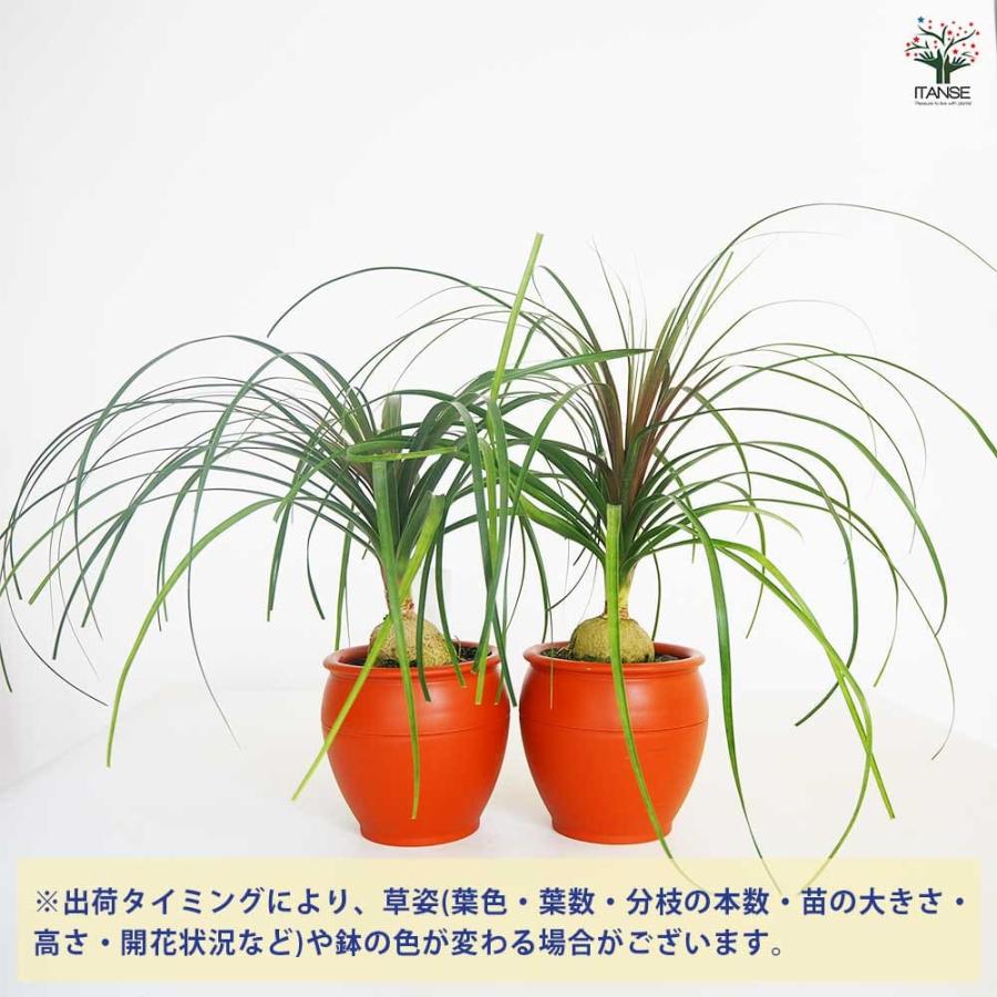 観葉植物 ポニーテール(トックリラン) 【観葉植物 6号／1個売り