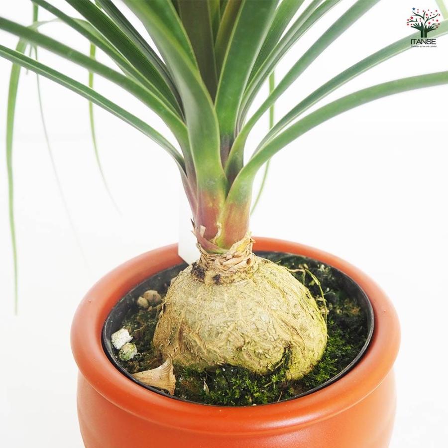 観葉植物 ポニーテール(トックリラン) 【観葉植物 6号／1個売り