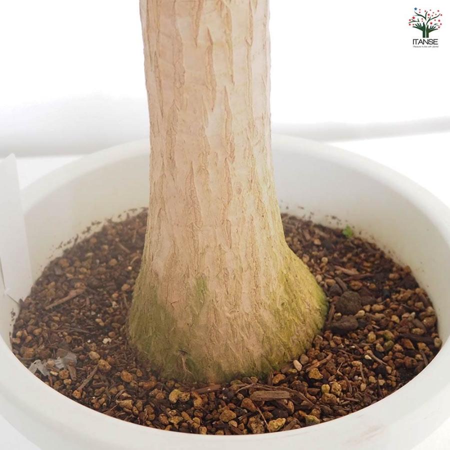 観葉植物 ポニーテール(トックリラン) 【観葉植物 9号／1個売り