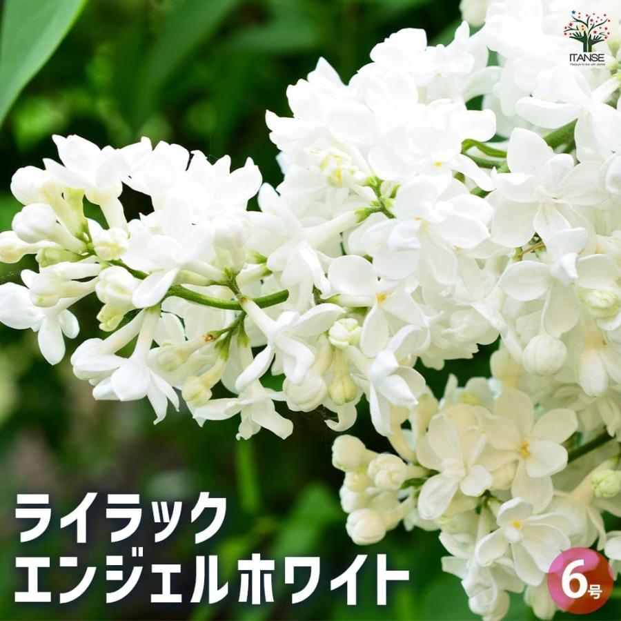 ライラック エンジェルホワイト 【花木苗 6号／1個売り】 : shopooo by