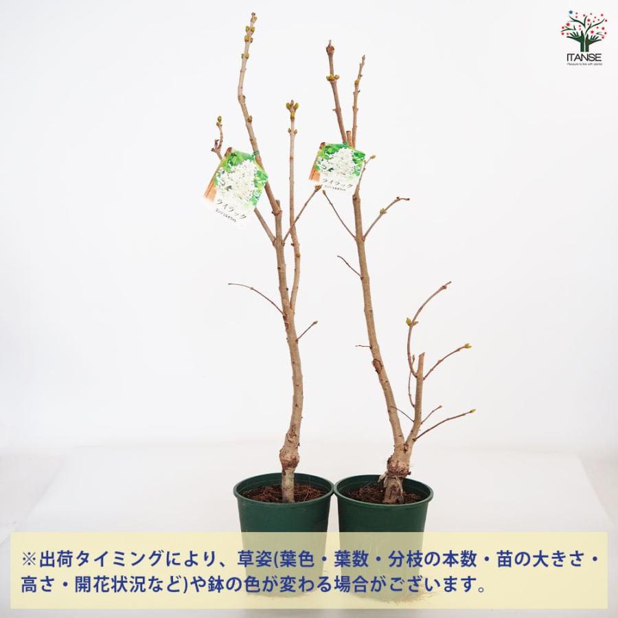 ライラック エンジェルホワイト 【花木苗 6号／1個売り】 : shopooo by