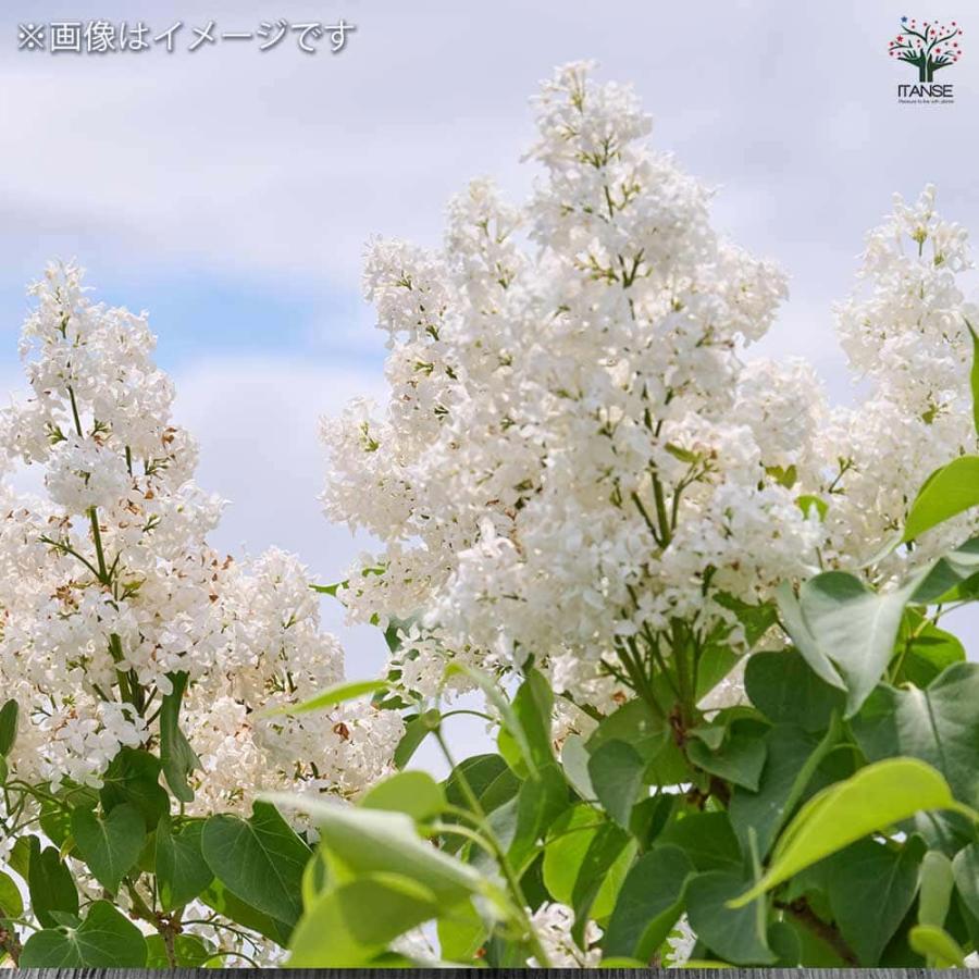ライラック エンジェルホワイト 【花木苗 6号／1個売り】 : shopooo by