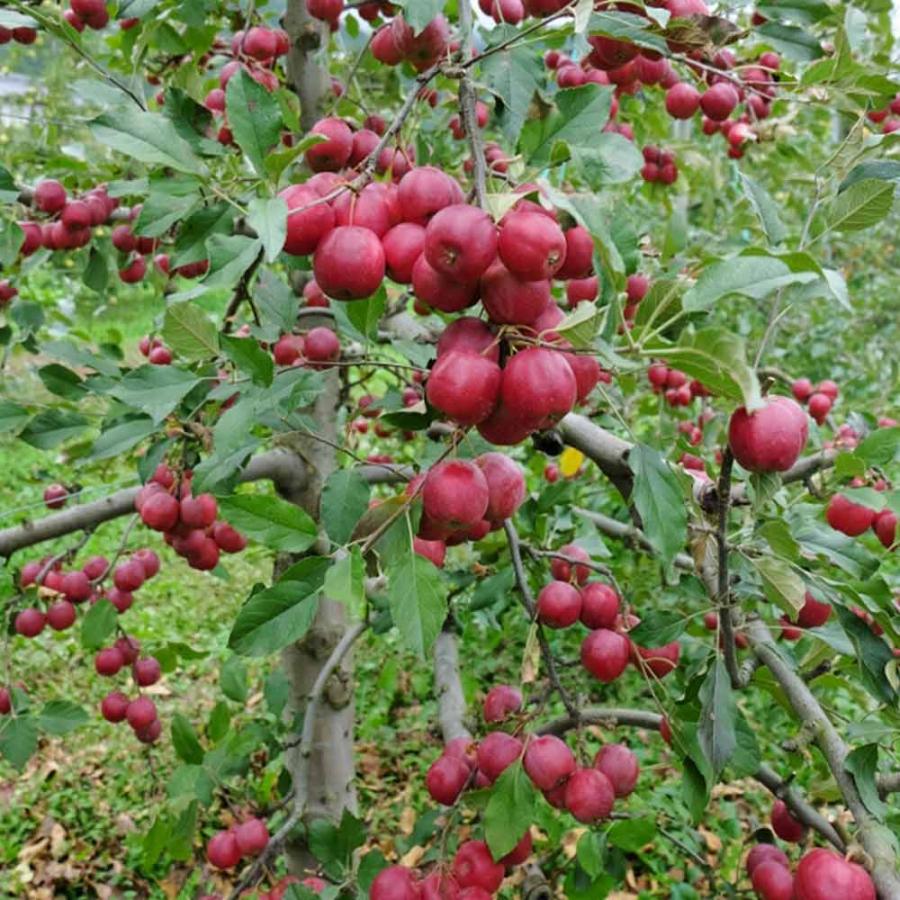 りんごの苗木 アルプス乙女【果樹苗 2年生 接木苗15cmポット／1個