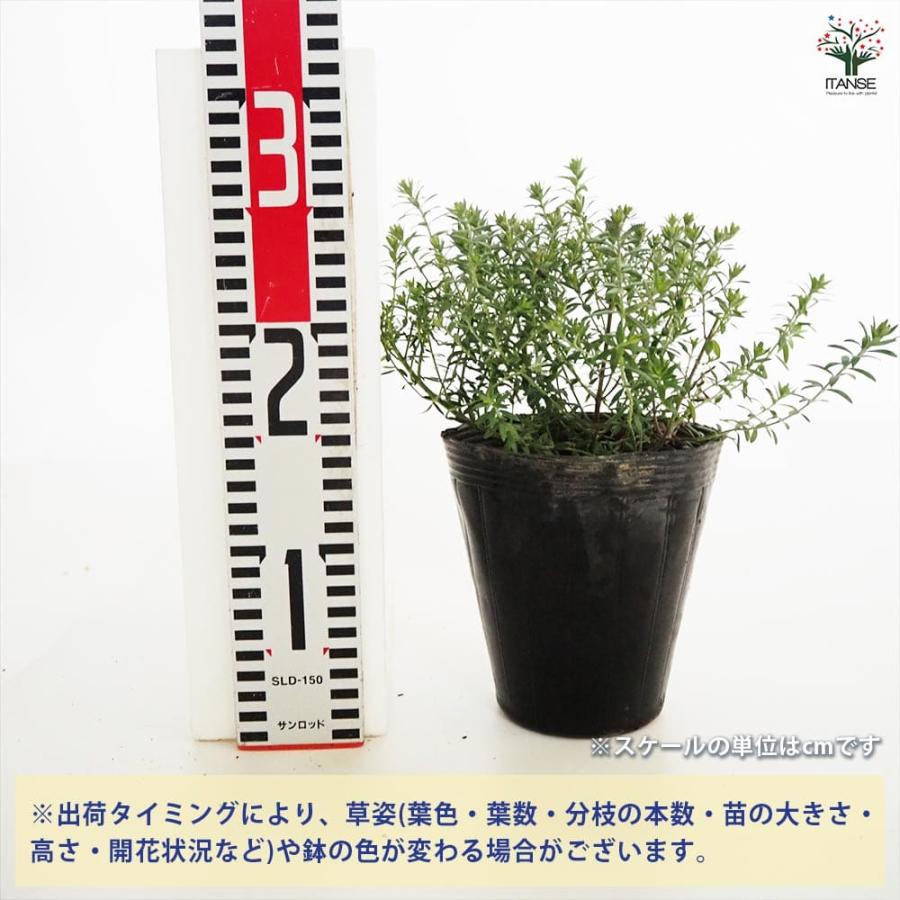 ウエストリンギア ブルージュエル 【花木苗 4.5号／1個売り