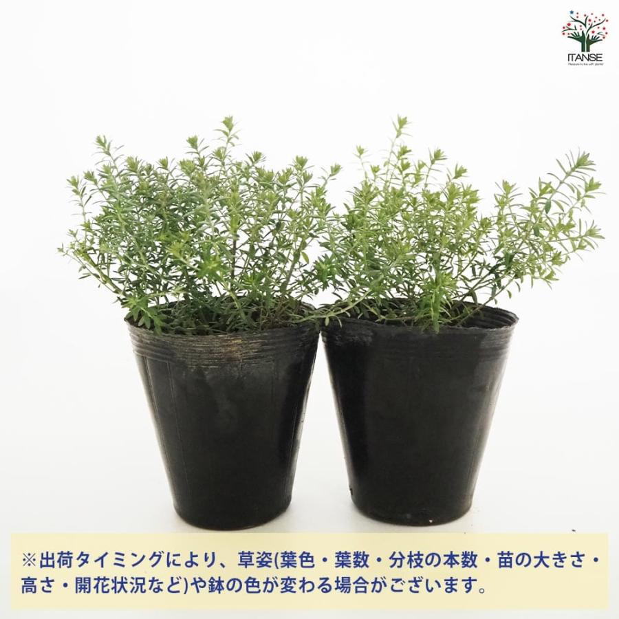 ウエストリンギア ブルージュエル 【花木苗 4.5号／1個売り
