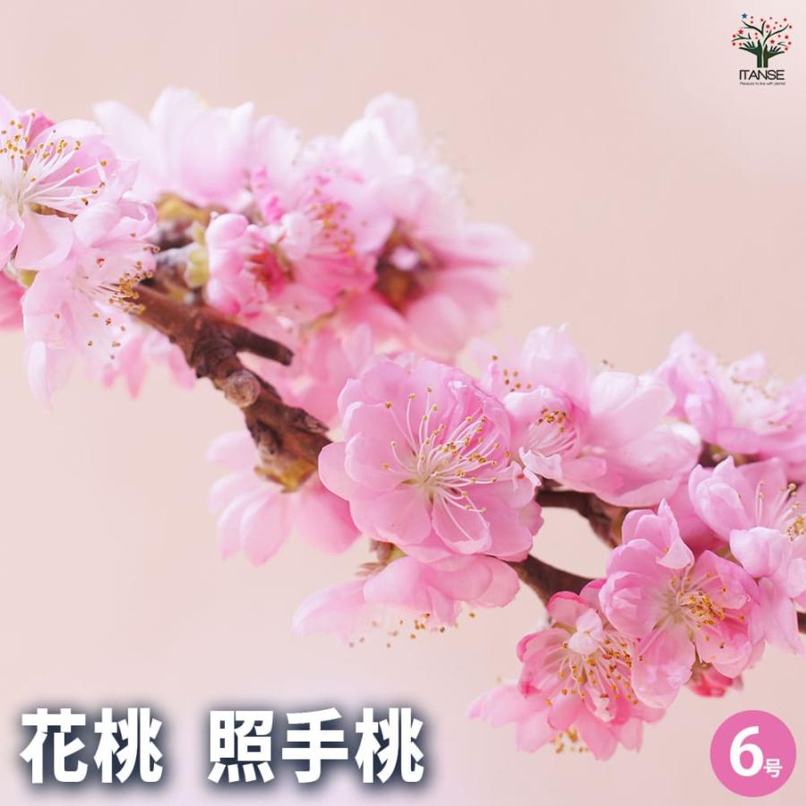 花桃の苗木 照手桃 【花木苗 6号／1個売り】 : shopooo by GMO - 通販