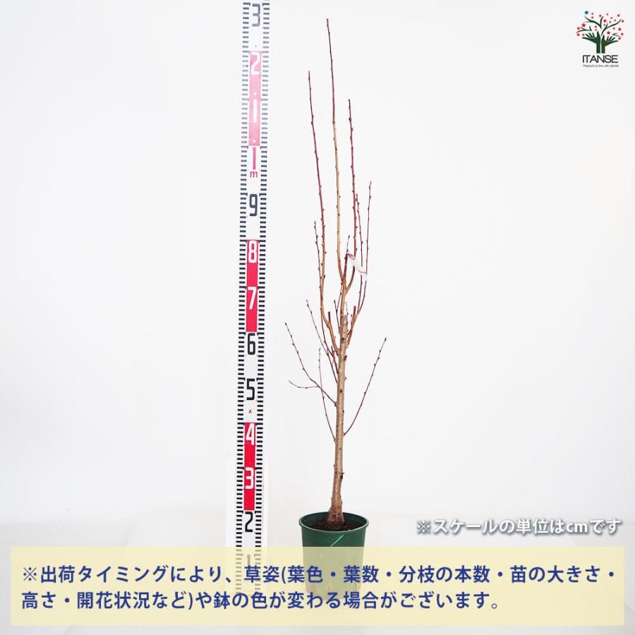 花桃の苗木 照手桃 【花木苗 6号／1個売り】 : shopooo by GMO - 通販