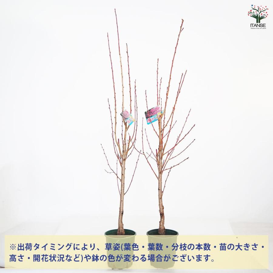 花桃の苗木 照手桃 【花木苗 6号／1個売り】 : shopooo by GMO - 通販