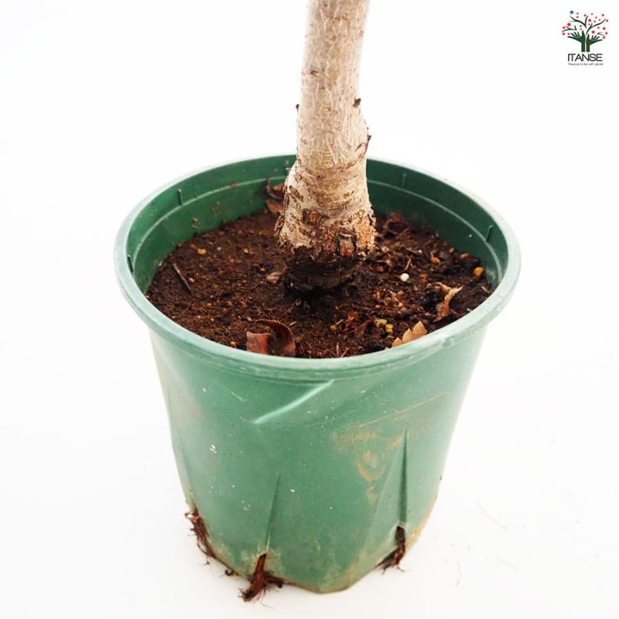 花桃の苗木 照手桃 【花木苗 6号／1個売り】 : shopooo by GMO - 通販