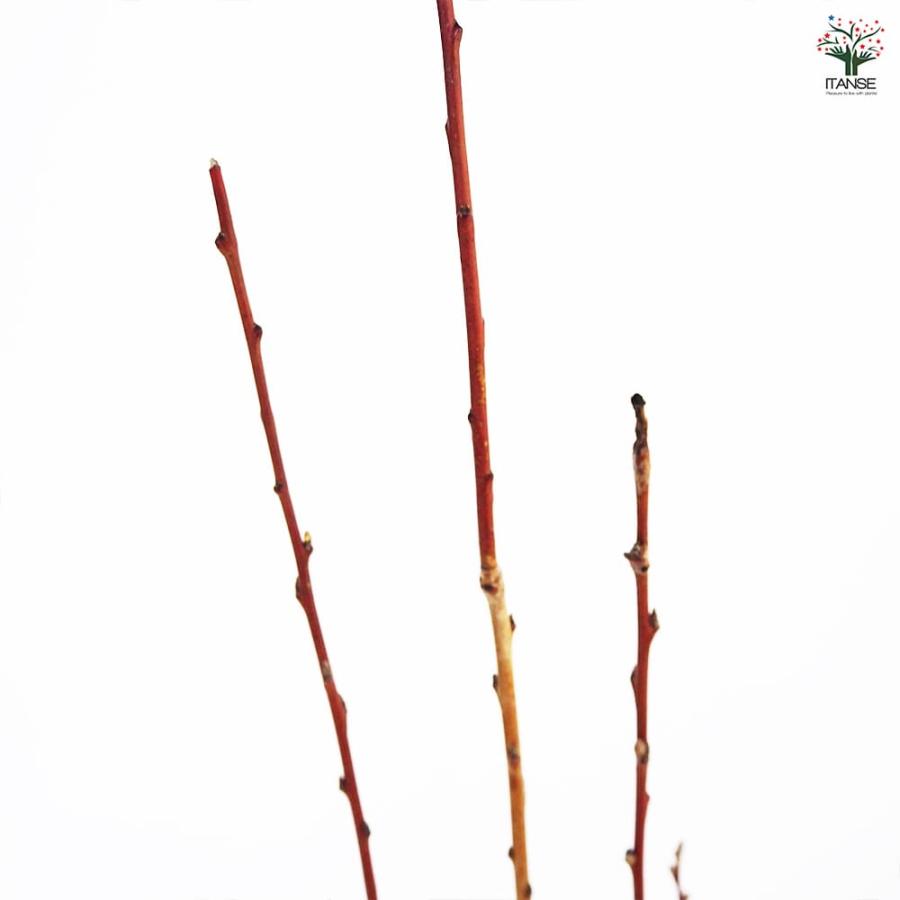 花桃の苗木 照手桃 【花木苗 6号／1個売り】 : shopooo by GMO - 通販