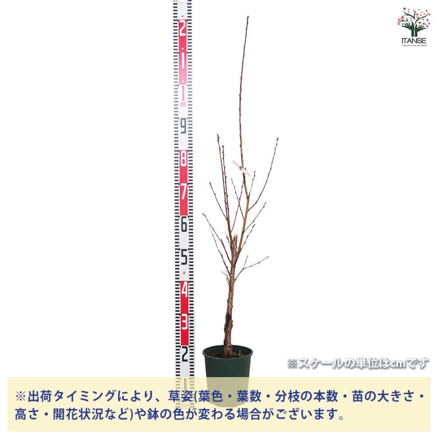 花桃の苗木 照手姫 紅 【花木苗 6号／1個売り】
