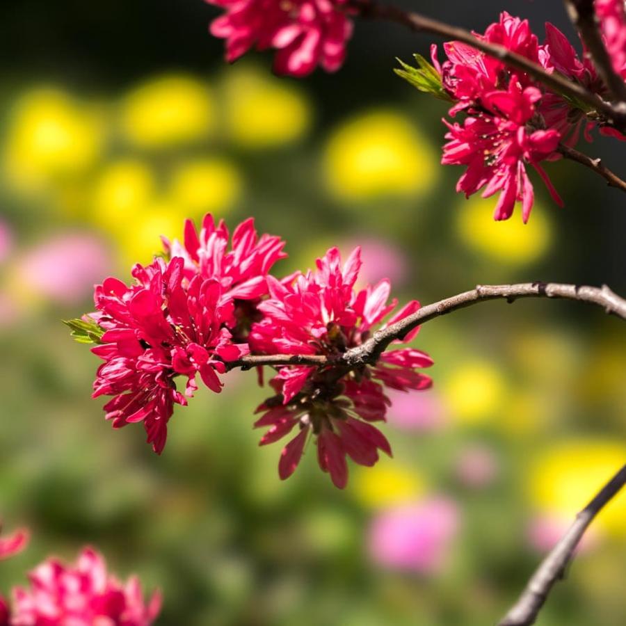 花桃の苗木 紅菊桃 京舞妓 【花木苗 6号／1個売り】 : shopooo