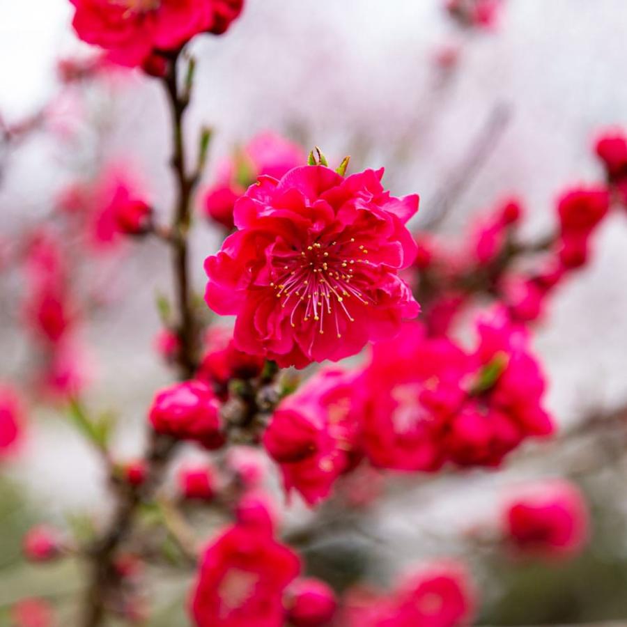 ④ 花桃　花もも　枝垂れ　ピンク　実性苗　花苗　花苗木 楽天市場】◇送料無料◇ 花桃 苗 【ピンク花 照手桃 （てるてもも