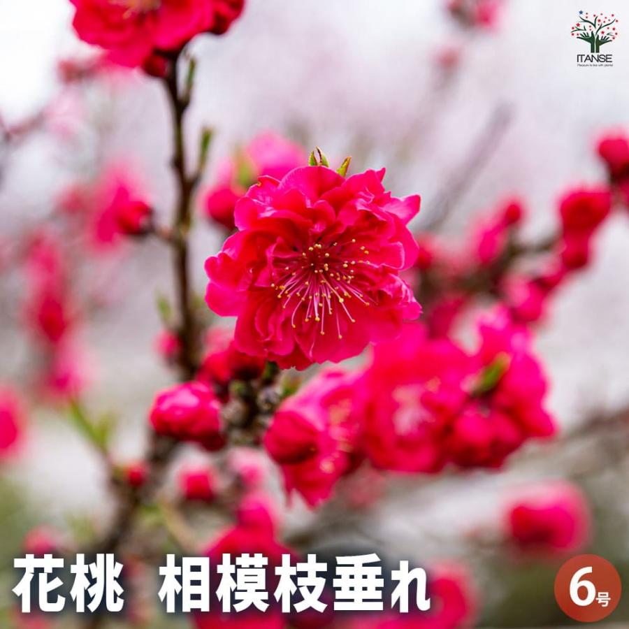 花桃の苗木 相模枝垂れ 【花木苗 6号／1個売り】 : shopooo by GMO