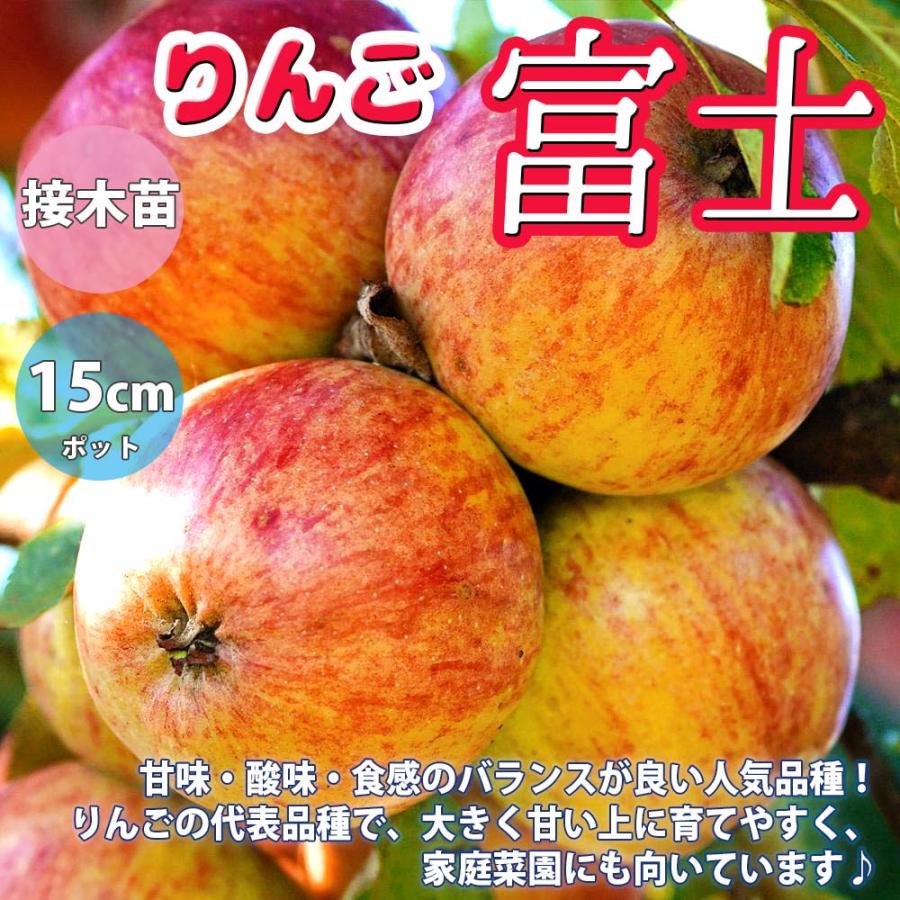 りんごの苗木 富士【果樹苗／15cmポット接木苗／1個】 : shopooo by