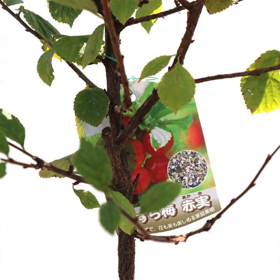 送料無料 ユスラウメの苗木 赤実 果樹苗 2年生 接木苗15cmポット 1個 ユスラウメ苗 ユスラウメの苗 ユスラ梅苗 ゆすら梅の苗木 農園 庭植え 趣味 園芸 収 1 Itanse 1224 Shopooo By Gmo 通販 Yahoo ショッピング
