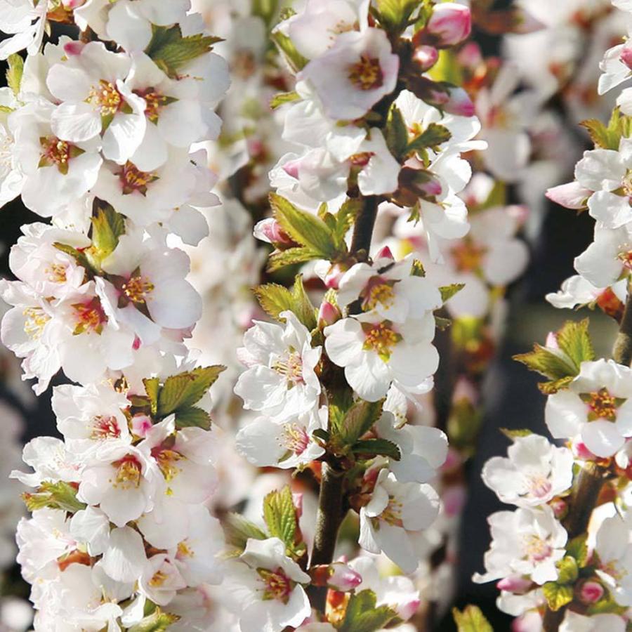 送料無料 ユスラウメの苗木 赤実 果樹苗 2年生 接木苗15cmポット 1個 ユスラウメ苗 ユスラウメの苗 ユスラ梅苗 ゆすら梅の苗木 農園 庭植え 趣味 園芸 収 1 Itanse 1224 Shopooo By Gmo 通販 Yahoo ショッピング