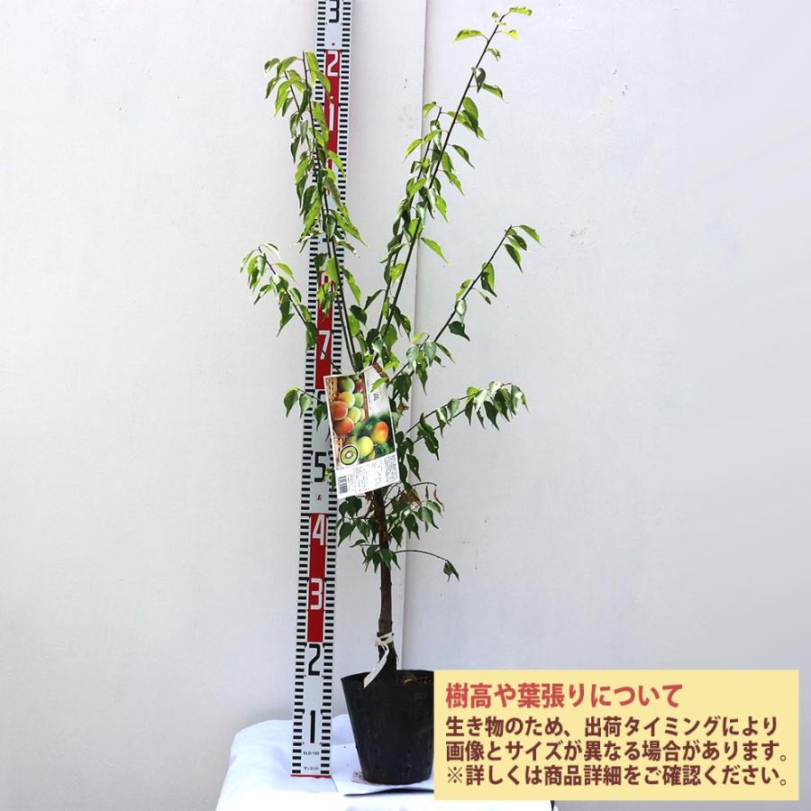 梅の木 実生苗　白梅 苗木　ポット入り 楽天市場】ウメ 【一才梅】 3.5号ポット苗 実生 【ハナヒロバリュー