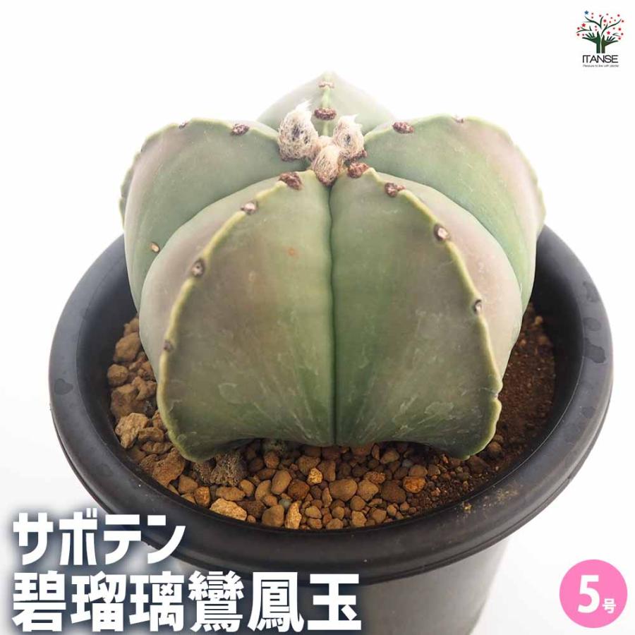 サボテン 碧瑠璃鸞鳳玉 【多肉植物 5号／1個売り】 : shopooo by GMO