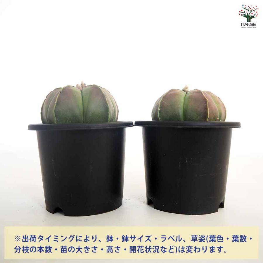 サボテン 碧瑠璃鸞鳳玉 【多肉植物 5号／1個売り】 : shopooo by GMO