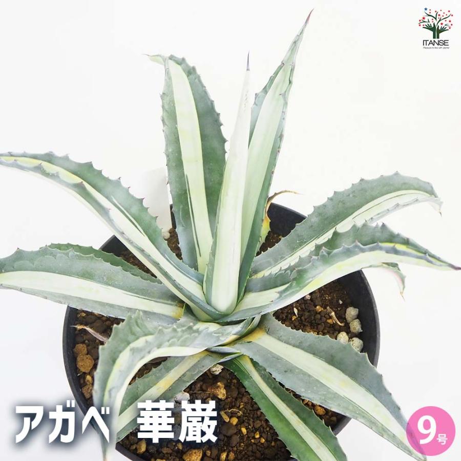 アガベ 華巌 【多肉植物 9号／1個売り】 : shopooo by GMO - 通販
