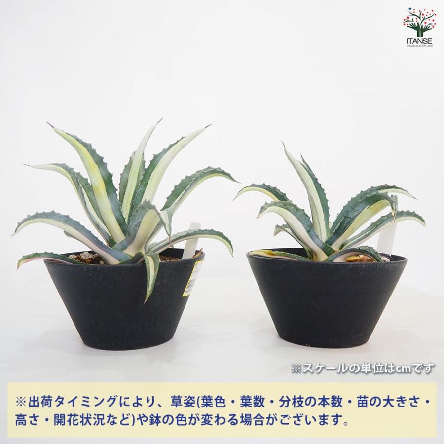 アガベ 華巌 【多肉植物 9号／1個売り】_3