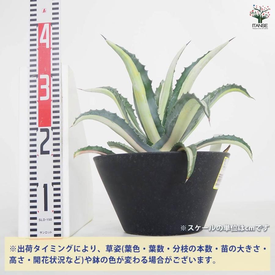 アガベ 華巌 【多肉植物 9号／1個売り】 : shopooo by GMO - 通販