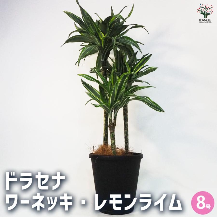 ドラセナ ワーネッキ レモンライム 【観葉植物 8号鉢／1個売り