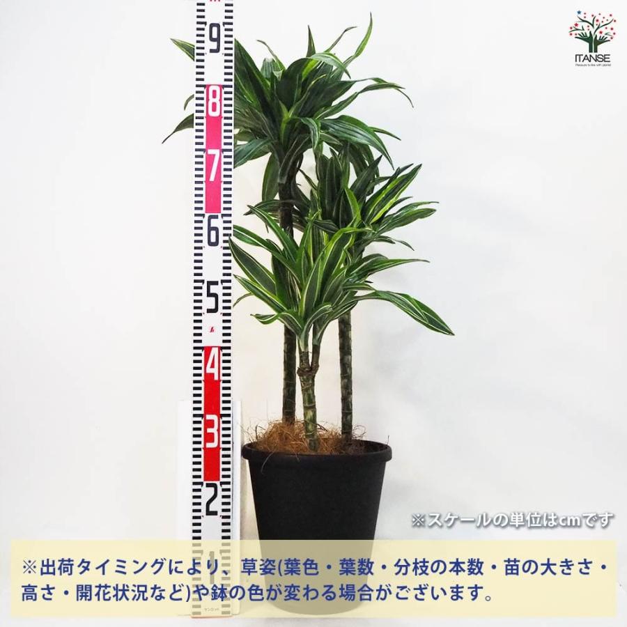 ドラセナ ワーネッキ レモンライム 【観葉植物 8号鉢／1個売り