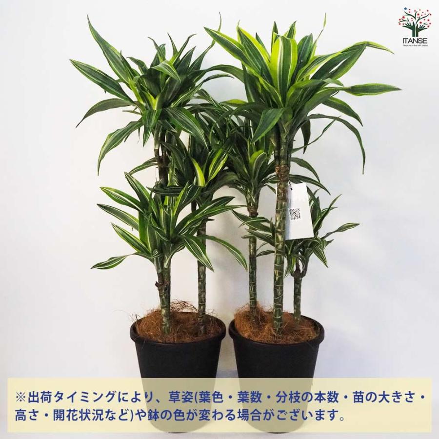 ドラセナ ワーネッキ レモンライム 【観葉植物 8号鉢／1個売り