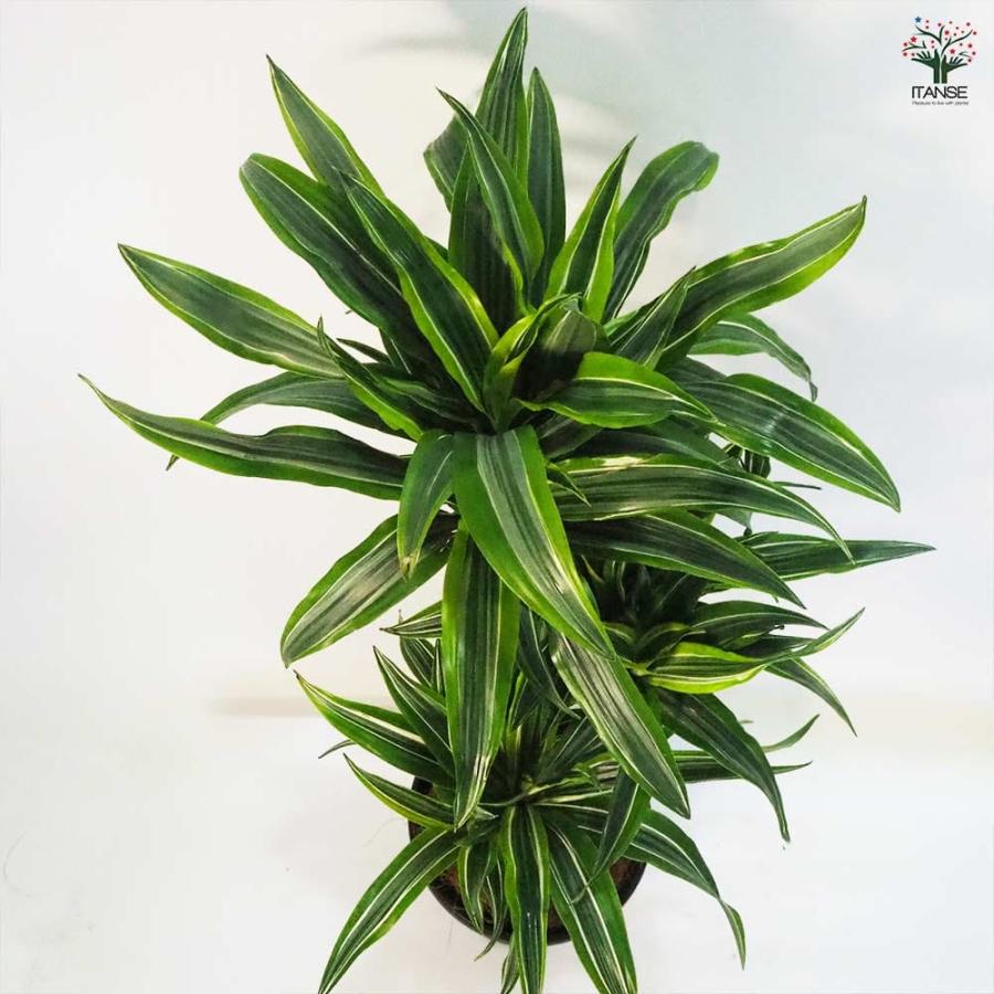 ドラセナ ワーネッキ レモンライム 【観葉植物 8号鉢／1個売り