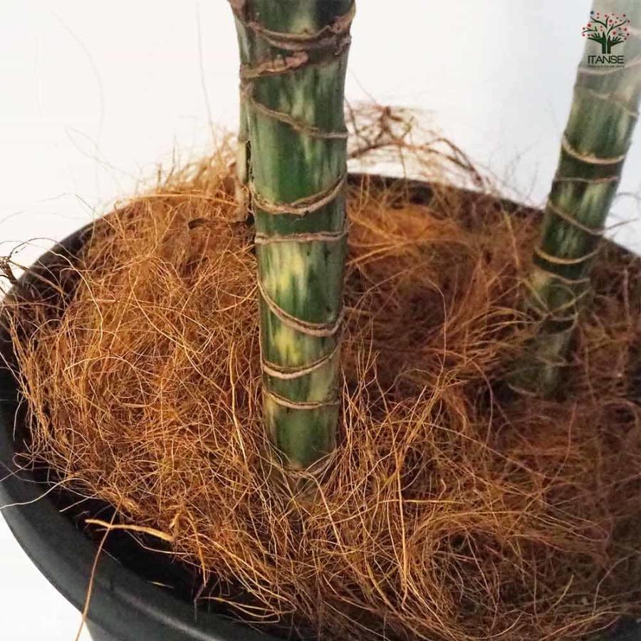 ドラセナ ワーネッキ レモンライム 【観葉植物 8号鉢／1個売り