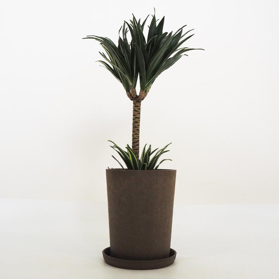 【超希少】 ドラセナオンベット コレクション苗 ドラセナ コンパクタ 【観葉植物 5号鉢／1個売り】 : shopooo by GMO