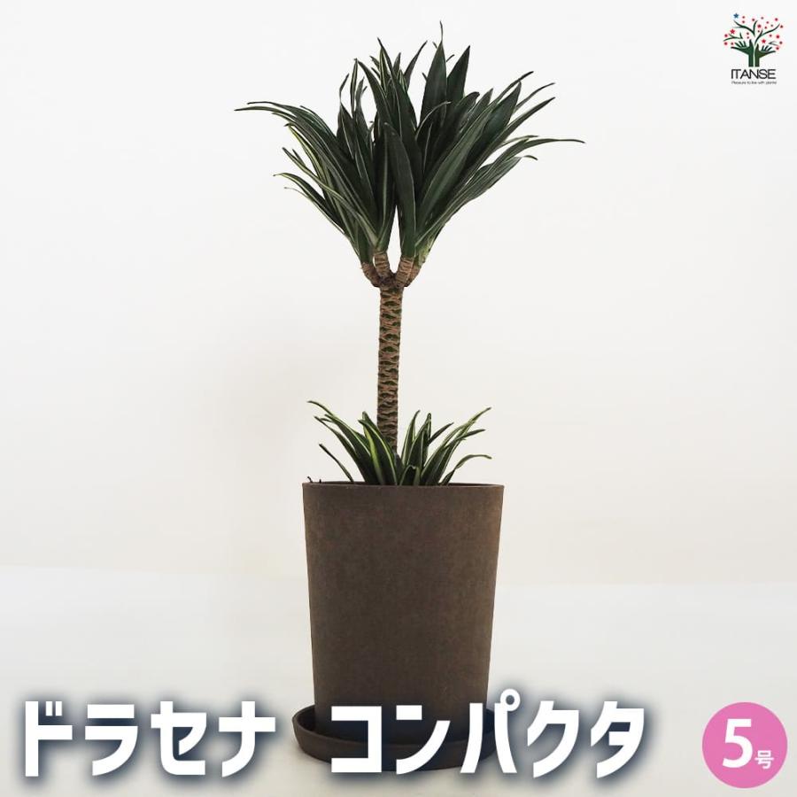 ドラセナ コンパクタ 【観葉植物 5号鉢／1個売り】 : shopooo by GMO