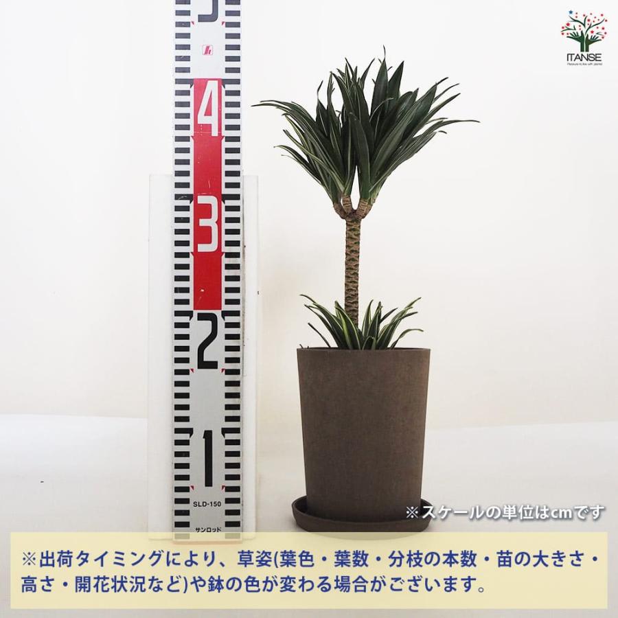 ドラセナ コンパクタ 【観葉植物 5号鉢／1個売り】 : shopooo by GMO