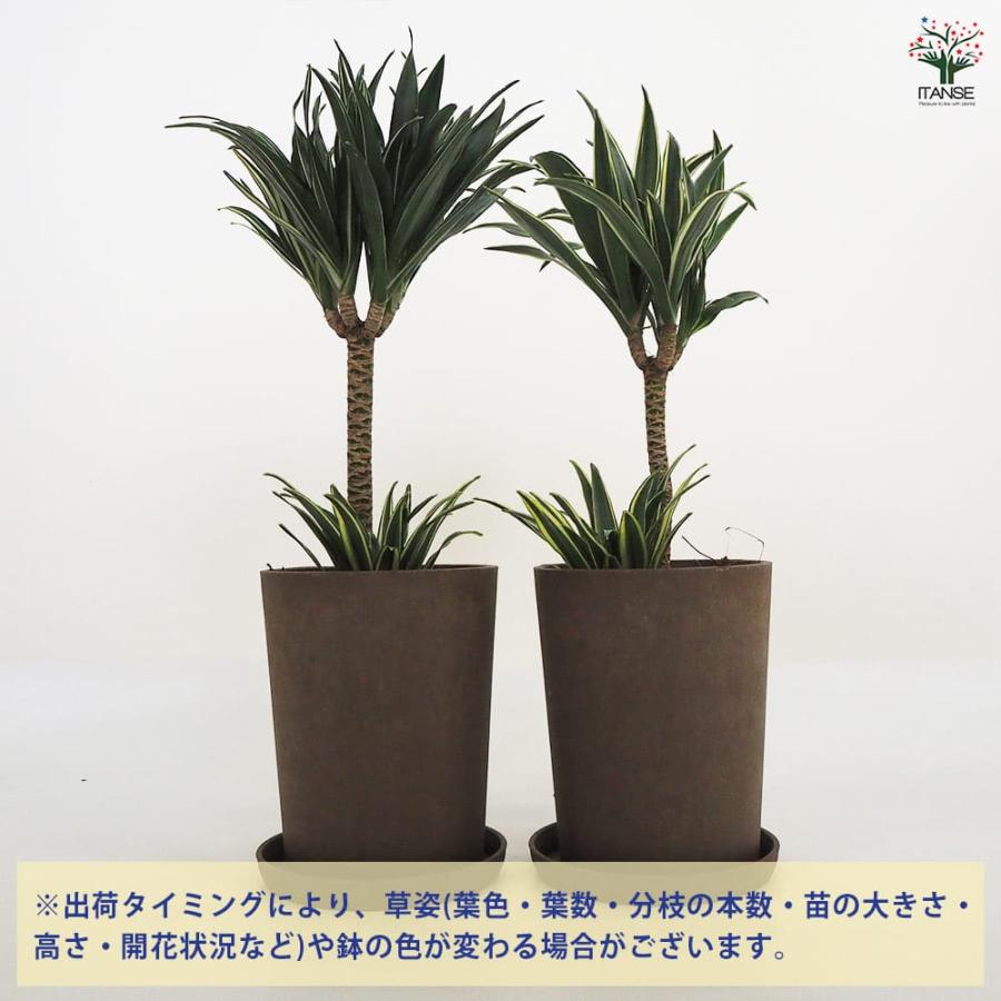 ドラセナ コンパクタ 【観葉植物 5号鉢／1個売り】 : shopooo by GMO