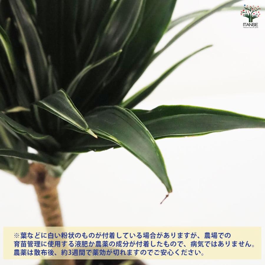ドラセナ コンパクタ 【観葉植物 5号鉢／1個売り】 : shopooo by GMO