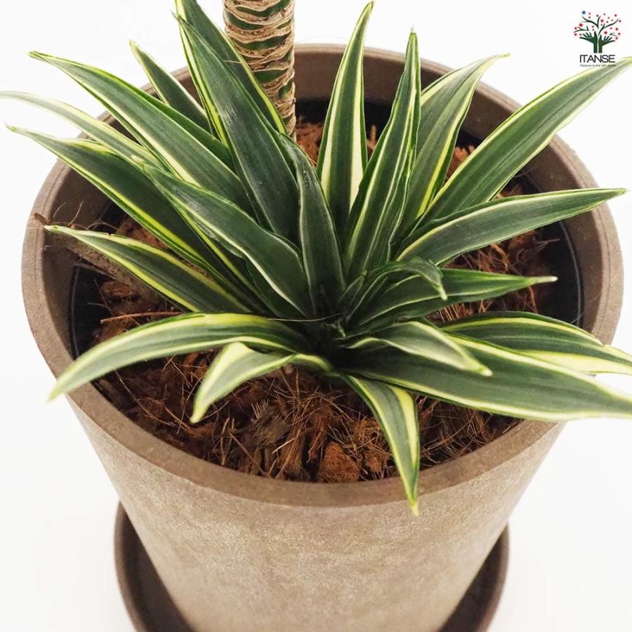 ドラセナ コンパクタ 【観葉植物 5号鉢／1個売り】 : shopooo by GMO