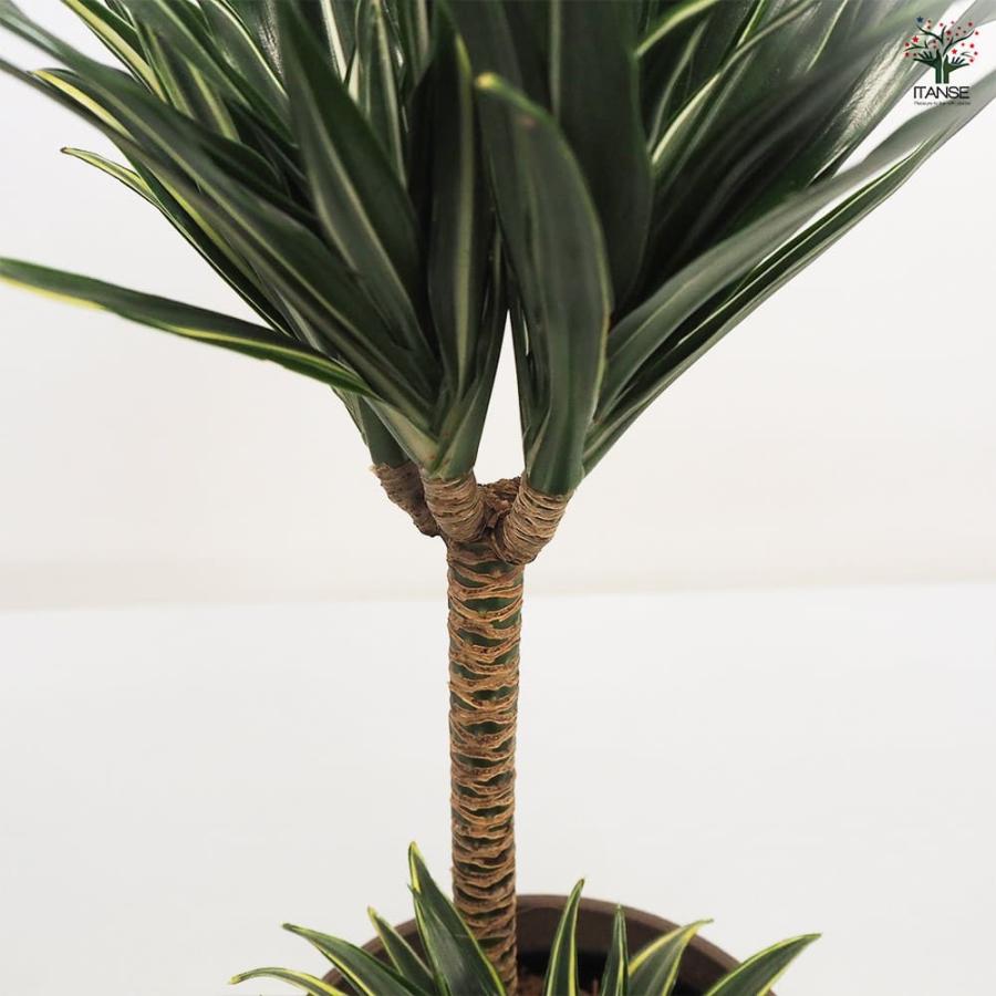 ドラセナ コンパクタ 【観葉植物 5号鉢／1個売り】 : shopooo by GMO