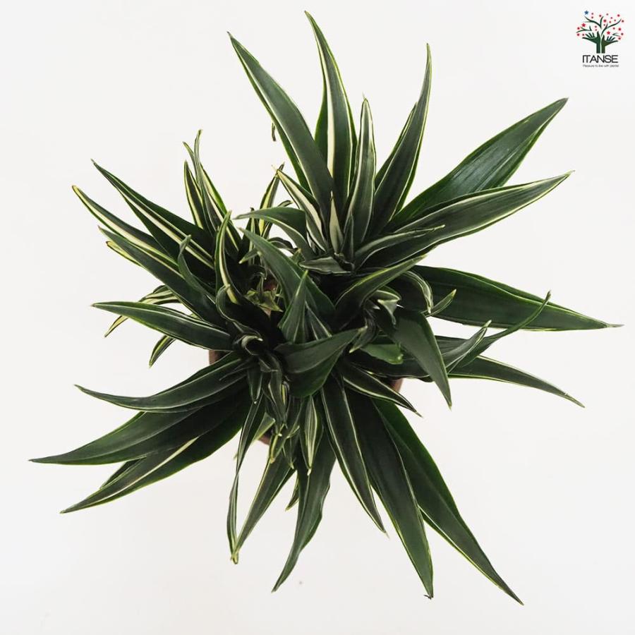 ドラセナ コンパクタ 【観葉植物 5号鉢／1個売り】 : shopooo by GMO