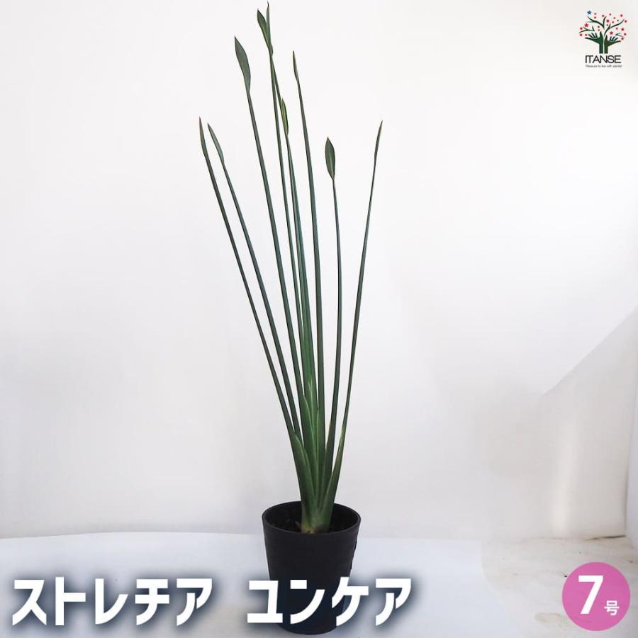 ストレリチア ユンケア 【観葉植物 7号鉢／1個売り】 : shopooo by GMO