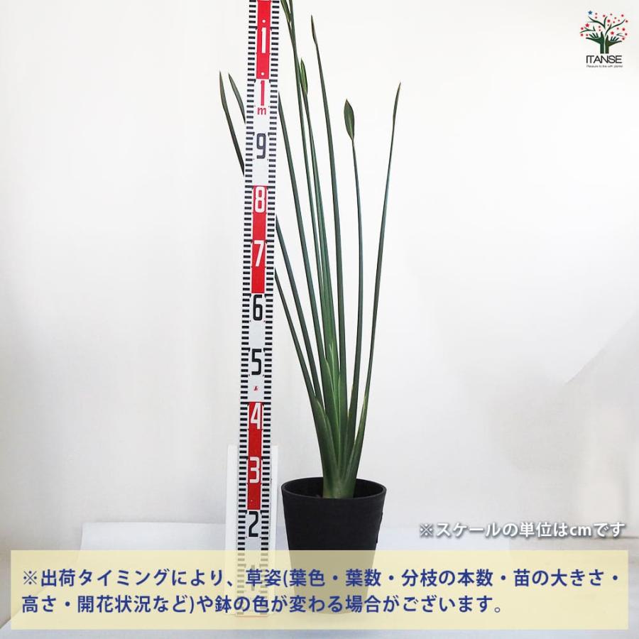 ★ノンリーフ／ユンケア／ストレリチア★訳あり ストレリチア ユンケア 【観葉植物 7号鉢／1個売り】 : shopooo by GMO