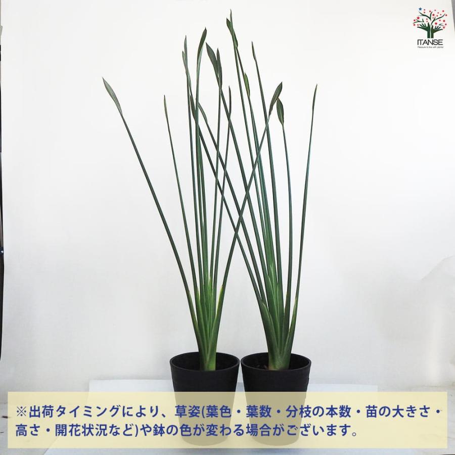 ストレリチア ユンケア 【観葉植物 7号鉢／1個売り】 : shopooo by GMO