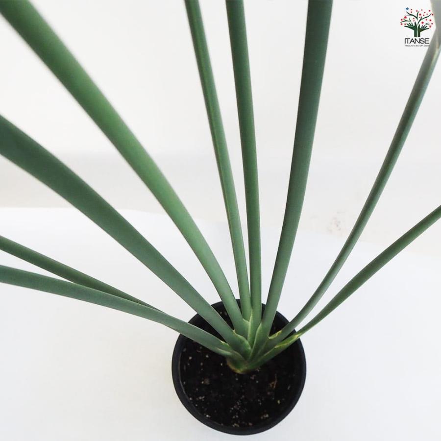 ストレリチア ユンケア 【観葉植物 7号鉢／1個売り】 : shopooo by GMO