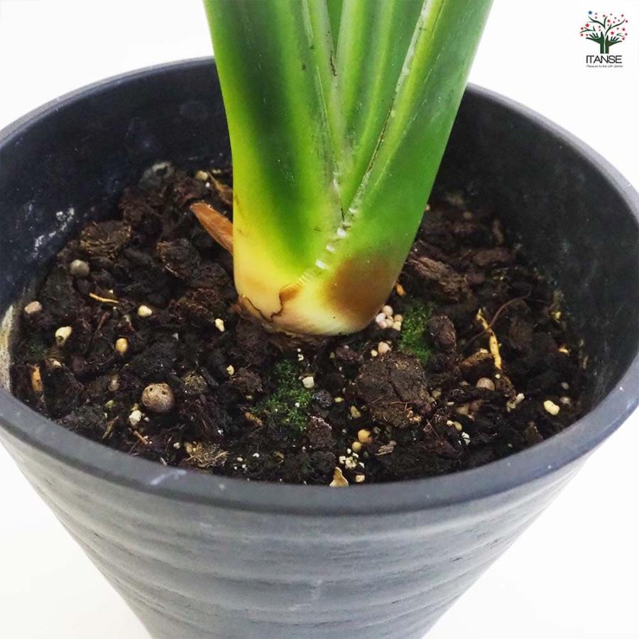 ストレリチア ユンケア 【観葉植物 7号鉢／1個売り】 : shopooo by GMO
