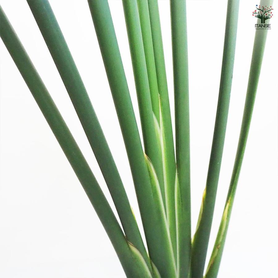 ストレリチア ユンケア 【観葉植物 7号鉢／1個売り】 : shopooo by GMO