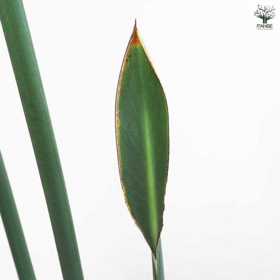 ストレリチア ユンケア 【観葉植物 7号鉢／1個売り】 : shopooo by GMO